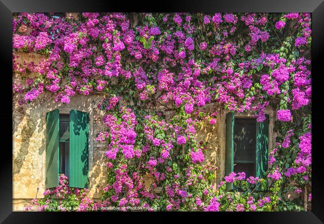Bougainvillea of Sirmione Framed Print by Philip Baines