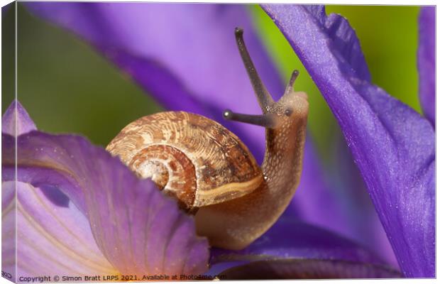 Cute garden snail on purple flower Canvas Print by Simon Bratt LRPS