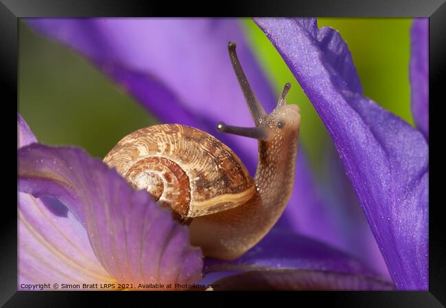 Cute garden snail on purple flower Framed Print by Simon Bratt LRPS