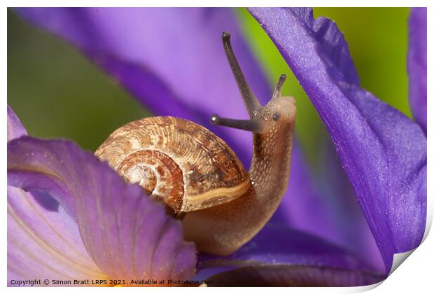 Cute garden snail on purple flower Print by Simon Bratt LRPS