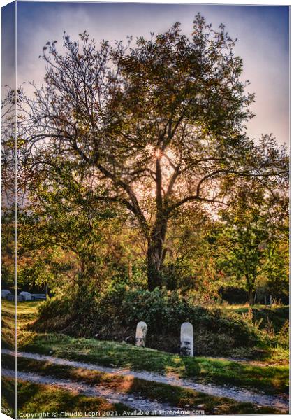 Gnarled ash tree Canvas Print by Claudio Lepri