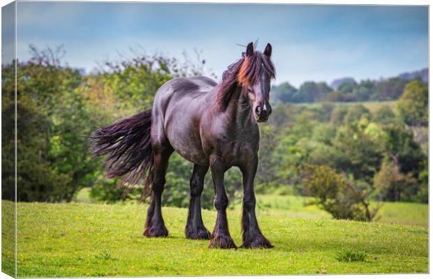Black Horse Canvas Print by David Hare