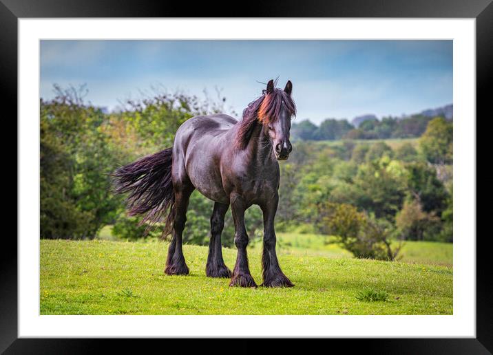 Black Horse Framed Mounted Print by David Hare