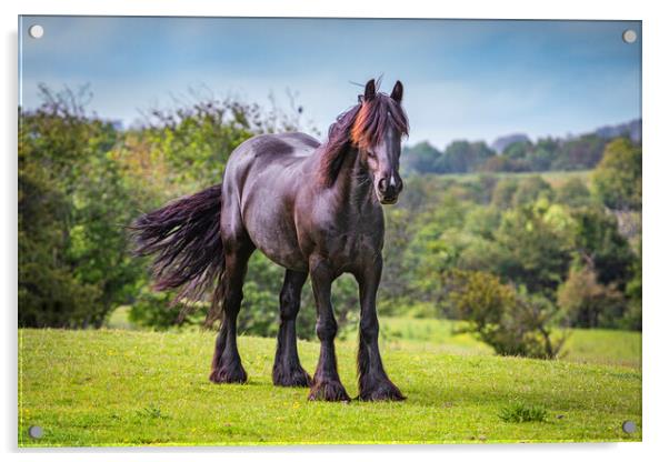 Black Horse Acrylic by David Hare