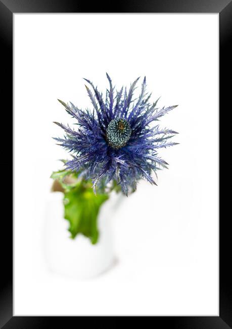 Sea Holly and white vase Framed Print by Paul Lawrenson