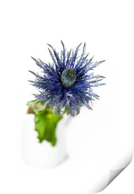 Sea Holly and white vase Print by Paul Lawrenson
