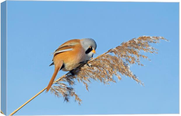 Bearded Tit on Seedhead Canvas Print by Arterra 