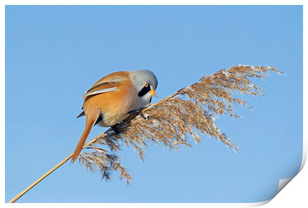 Bearded Tit on Seedhead Print by Arterra 