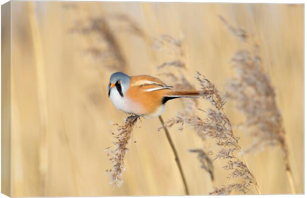 Bearded Tit in Reed Bed Canvas Print by Arterra 