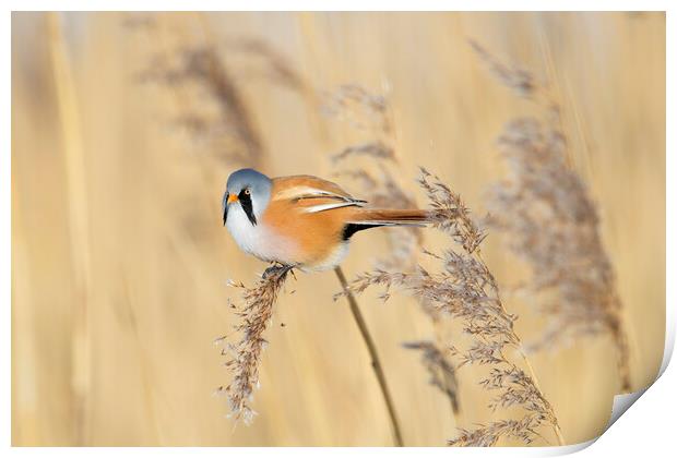 Bearded Tit in Reed Bed Print by Arterra 