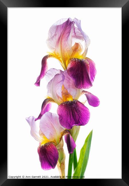 Bearded Iris Trio Framed Print by Ann Garrett