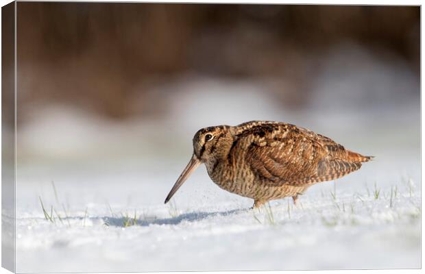 Woodcock Foraging in the Snow Canvas Print by Arterra 