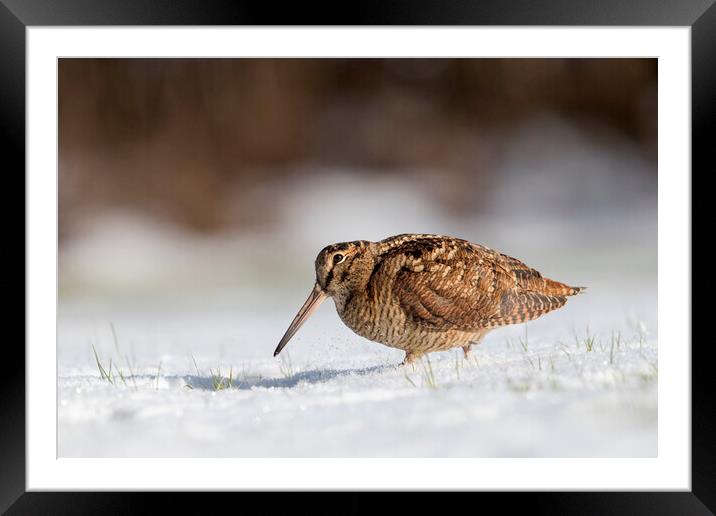 Woodcock Foraging in the Snow Framed Mounted Print by Arterra 