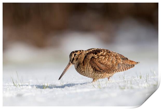 Woodcock Foraging in the Snow Print by Arterra 