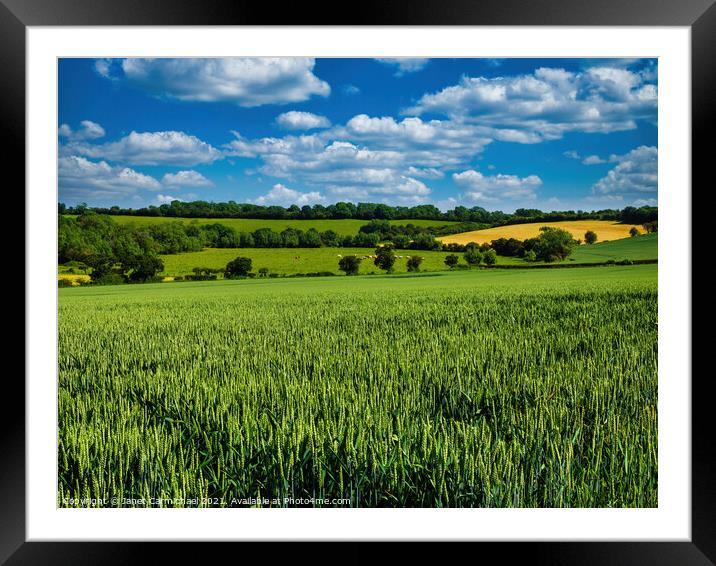 Rolling Wheat Fields Framed Mounted Print by Janet Carmichael