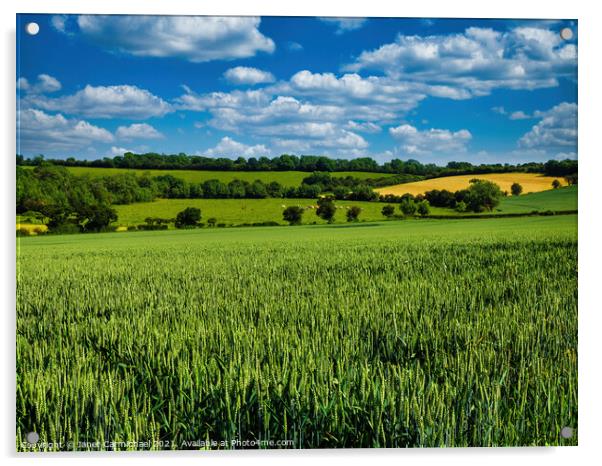Rolling Wheat Fields Acrylic by Janet Carmichael