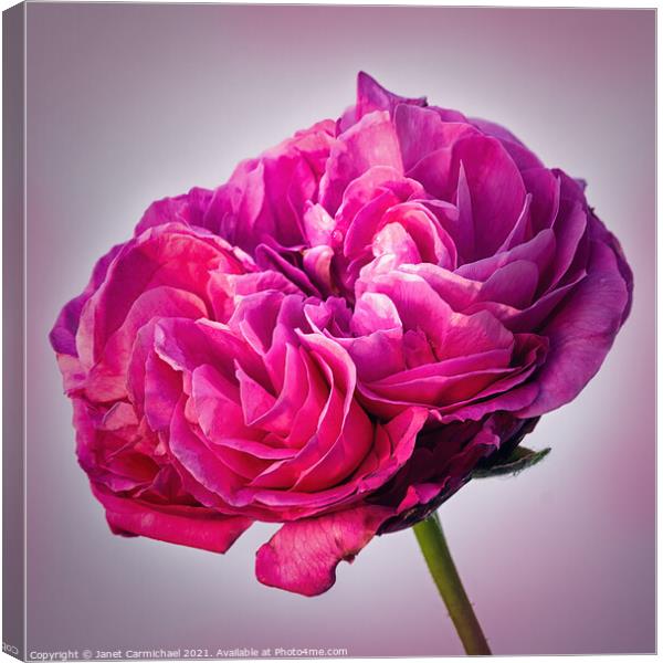 Radiant Pink Rose Canvas Print by Janet Carmichael
