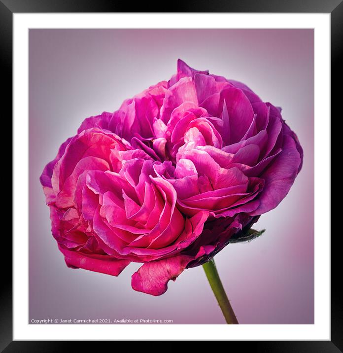 Radiant Pink Rose Framed Mounted Print by Janet Carmichael