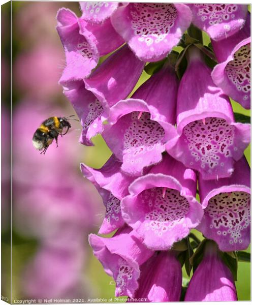Bee and Foxglove Canvas Print by Neil Holman