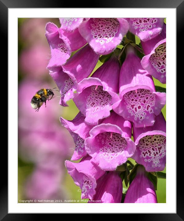Bee and Foxglove Framed Mounted Print by Neil Holman