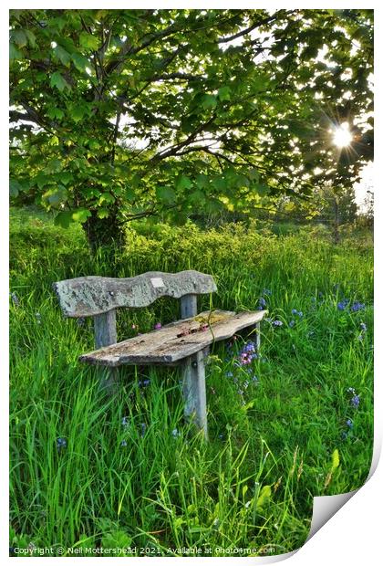 Bluebell Bench, Trenant Woods, Cornwall. Print by Neil Mottershead