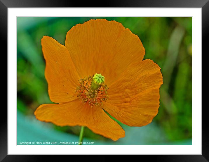Orange Poppy. Framed Mounted Print by Mark Ward
