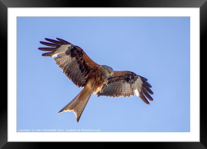 Red Kite checking out its claws! Framed Mounted Print by Julie Tattersfield