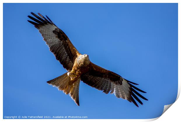 Red Kite tucking into some lunch Print by Julie Tattersfield