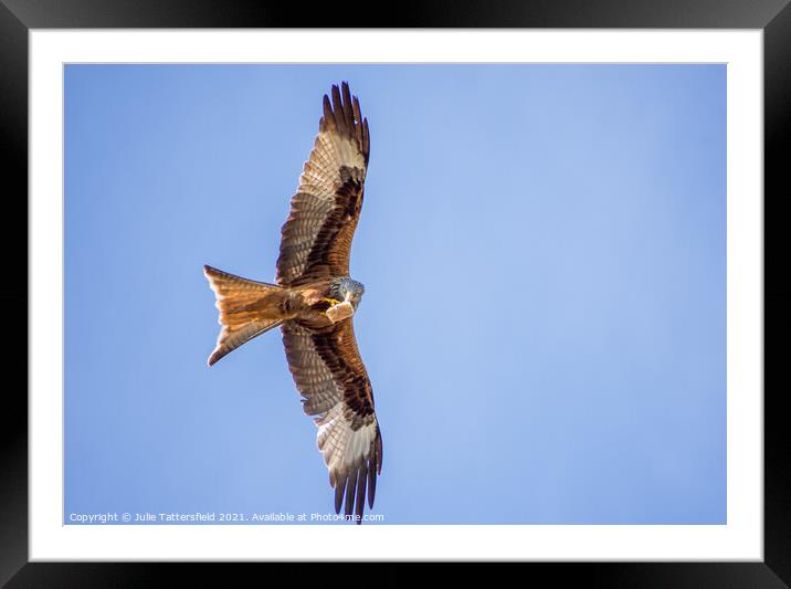 A Red Kite snacking mid-flight   Framed Mounted Print by Julie Tattersfield