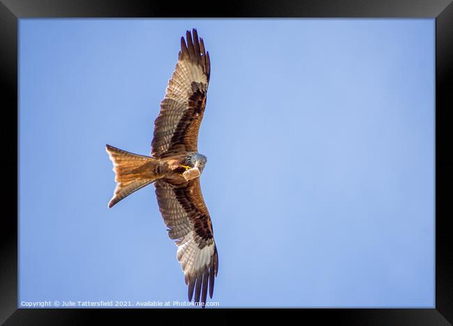 A Red Kite snacking mid-flight   Framed Print by Julie Tattersfield