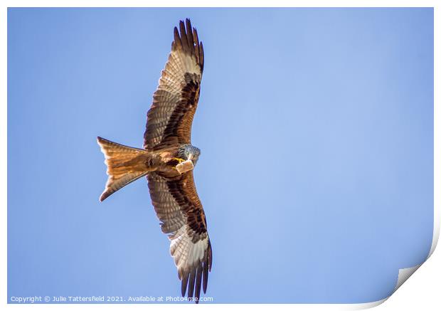 A Red Kite snacking mid-flight   Print by Julie Tattersfield