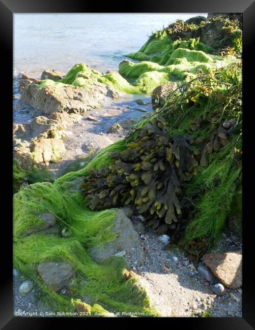 Bright Green Seaweed Covered Rock Framed Print by Sam Robinson