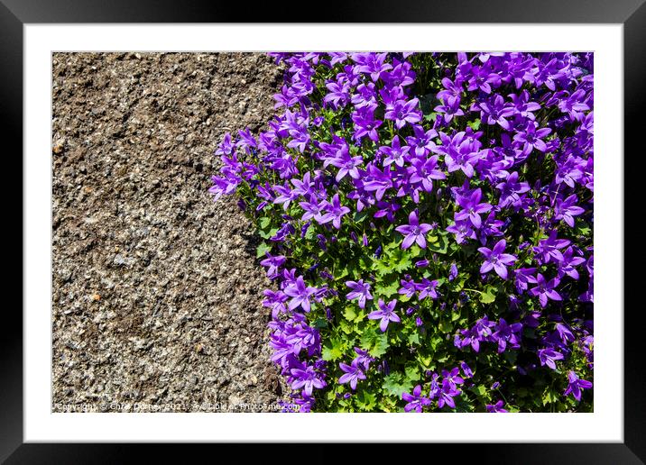 Purple Wild Flowers on a Wall in Polperro, Cornwall Framed Mounted Print by Chris Dorney
