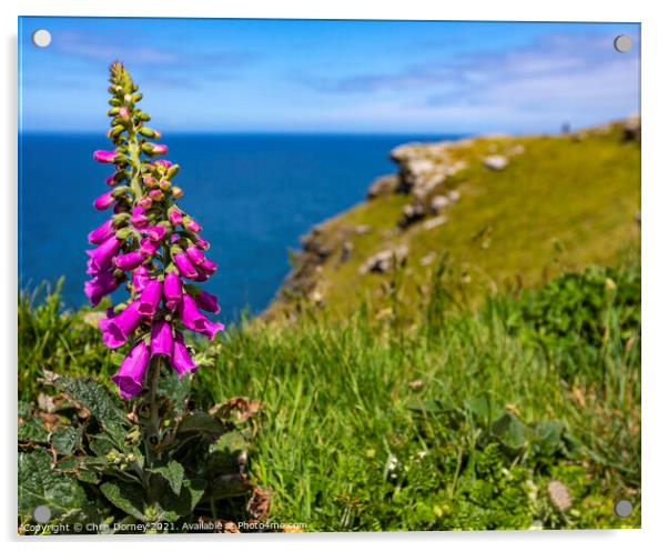 Foxglove Flowers at Tintagel Castle in Cornwall, UK Acrylic by Chris Dorney