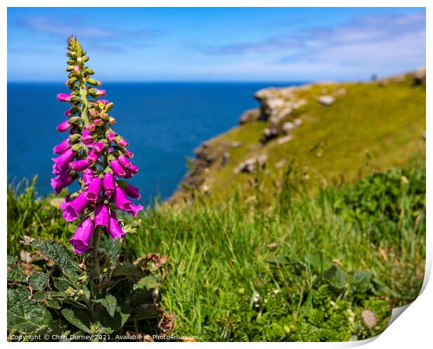 Foxglove Flowers at Tintagel Castle in Cornwall, UK Print by Chris Dorney