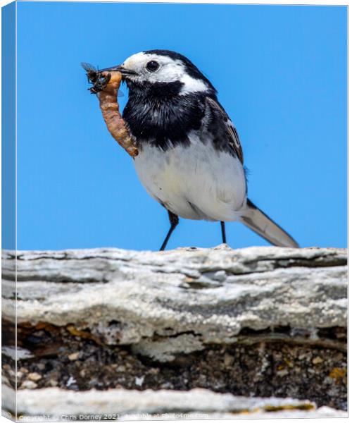 Pied Wagtail Bird in Cornwall Canvas Print by Chris Dorney