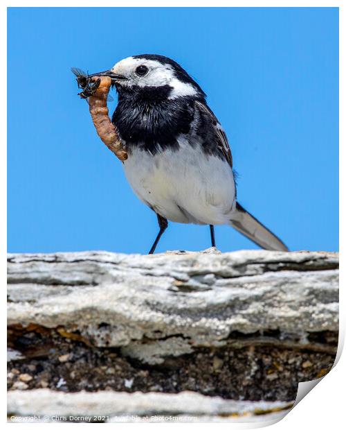 Pied Wagtail Bird in Cornwall Print by Chris Dorney