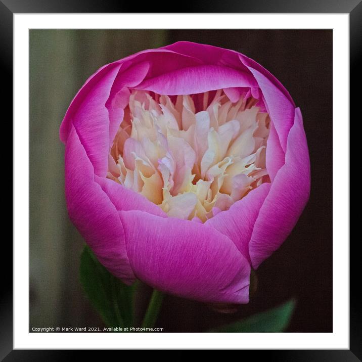 Peony Pillow. Framed Mounted Print by Mark Ward