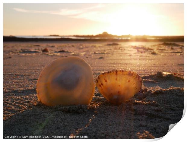 Sunset Shells Print by Sam Robinson