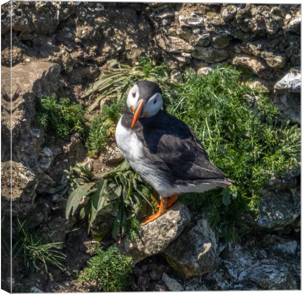 Puffin standing on a cliff face. Canvas Print by Angela Aird