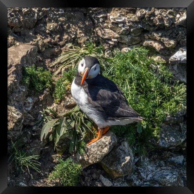 Puffin standing on a cliff face. Framed Print by Angela Aird