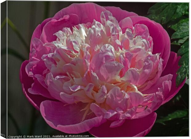 Plunge into a Peony. Canvas Print by Mark Ward