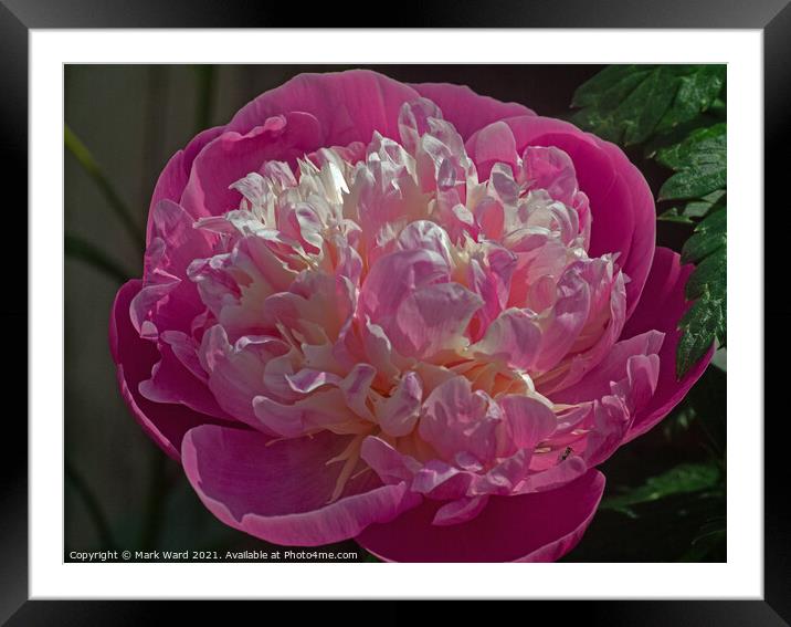 Plunge into a Peony. Framed Mounted Print by Mark Ward