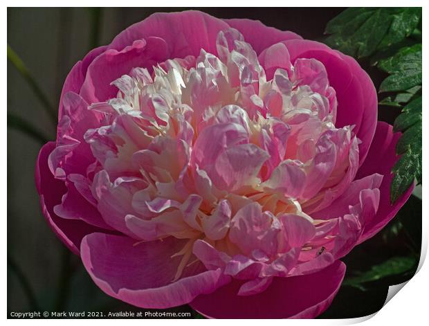 Plunge into a Peony. Print by Mark Ward