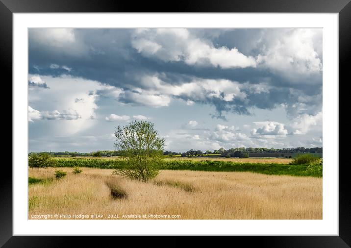 Norfolk Reeds at Stokesby Framed Mounted Print by Philip Hodges aFIAP ,