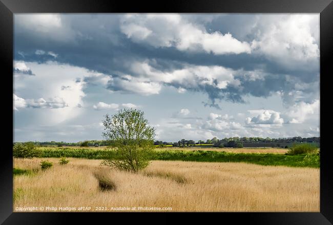 Norfolk Reeds at Stokesby Framed Print by Philip Hodges aFIAP ,