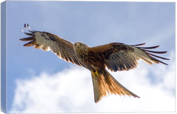 Spectacular Red Kite soaring through the clouds Canvas Print by Julie Tattersfield