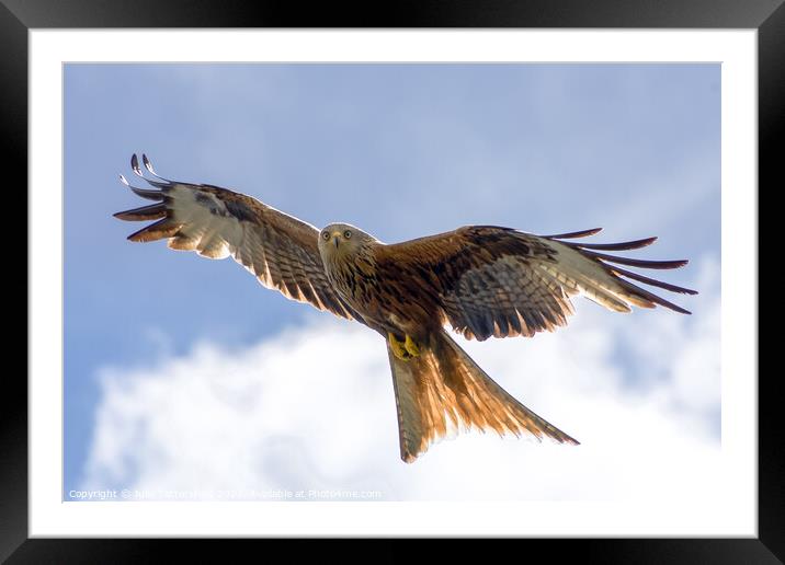 Buy Framed Mounted Prints of Spectacular Red Kite soaring through the clouds by Julie Tattersfield