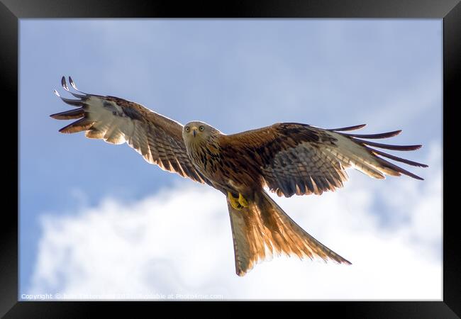 Spectacular Red Kite soaring through the clouds Framed Print by Julie Tattersfield