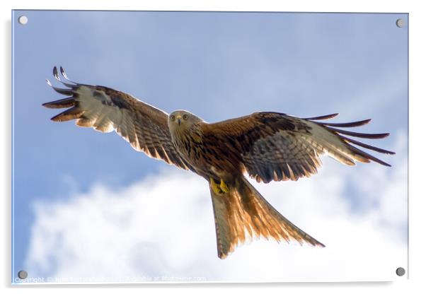 Spectacular Red Kite soaring through the clouds Acrylic by Julie Tattersfield